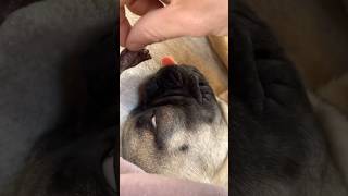 How Dogs Use Their Incredible Sense of Smell [upl. by Matusow]