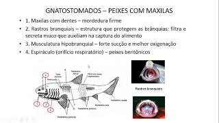 AULA 7 b e 8 a  Vertebrados Gnathostomata e Origem das maxilas e nadadeiras pares [upl. by Leandro]