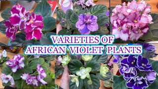 VARIETIES OF AFRICAN VIOLET PLANTS Saintpaulia Ionantha [upl. by Amehsyt766]