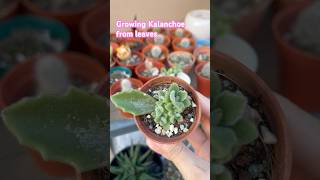 kalanchoe propagation [upl. by Ellasal52]