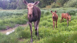 Вот кто выходит из ГЛУХОГО леса Оставил Фотоловушку на опушке у озера на МЕСЯЦ [upl. by Aikrehs]