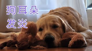 狗狗耳朵发炎了怎么办？养狗教学Dog Care TipsDog Ear Infections [upl. by Gnilrac]