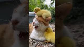 Cute cat with ducklings beautiful cat cuteanimal cute [upl. by Enelrad]