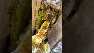 Saw Off A Piece Of Wood From Tree To Get Wild Honey Inside [upl. by Ambur]