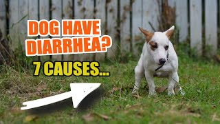 🐶 ¿WHAT can CAUSE your dog to have DIARRHEA 💩 7 Reasons [upl. by Rede]