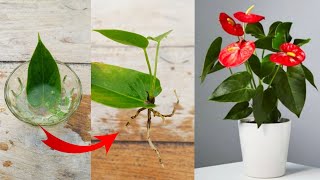 Just Single leaf to grow Anthurium plant  How to grow Anthurium plant [upl. by Isabel246]