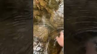 PA Wild Brown Trout Release fishing pafishing fishingvideo fish troutfishing trout [upl. by Assilla]