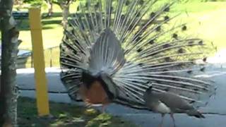 Peacocks mating  Pavo Real Apareandose [upl. by Ametaf903]