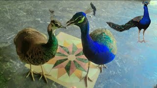 Best feeding video by Peacocks  male and female peafowl feeding  mor ki khorak [upl. by Aihsal]