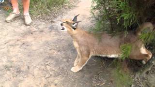 Caracal Hissing [upl. by Ymmot]