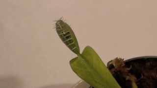 BUG EATING PLANT Venus Fly Trap [upl. by Silvio265]