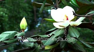 Magnolia grandiflora fragrant blossoms of perhaps the worlds favourite flowering tree [upl. by Rick]