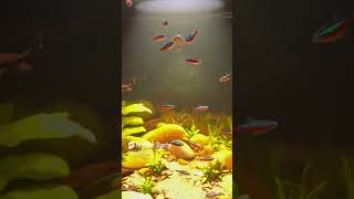 80x35x40 Aquarium aquarium aquaristik [upl. by Now]