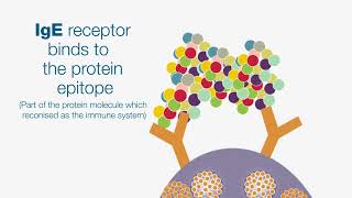 Hydrolysis  Hydrolysed Proteins [upl. by Adiene]