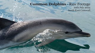 Common Dolphins off South East Cornwall  raw footage [upl. by Silrak396]