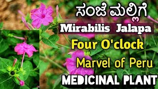 ಸಂಜೆ ಮಲ್ಲಿಗೆ Mirabilis Jalapa Four OClock Marvel of Peru [upl. by Slen37]