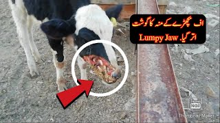 Actinomycosis OR Lumpy Jaw disease on Dairy Shed 03337078824 [upl. by Abdu]