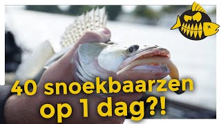 MEGA DAG  40 snoekbaarzen op de IJssel  Sjoerd Beljaars amp Thimon Dokter [upl. by Adnuahsor]