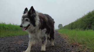 Our very own Lassie Border Collie Sheep Dog Smudge  Thorpeman  Gotham Dog Walks [upl. by Matt]