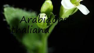 How to pronounce Arabidopsis thaliana flower in English [upl. by Nnyleimaj]