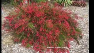 Russelia equisetiformis  Coral Fountain Firecracker Plant [upl. by Ecadnarb]