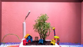 Variegated Aralia As Bonsai  Bonsai For Beginners  Aralia Plant with DIY Items [upl. by Beller]