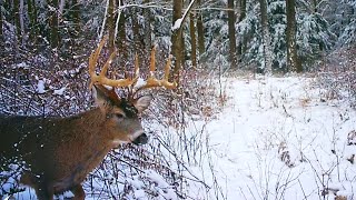 Flintlock Rifle Deer Hunting 2024  Bucks In The Snow  The Big Buck On Trail Camera Pennsylvania [upl. by Vashti437]