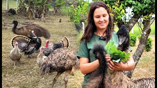 O CRIATÓRIO DE AVES EXÓTICAS DA YASMIN [upl. by Sheets853]