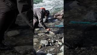 The salmon wont bite so we have to return it to the river I ❤️ salmon fishing Vedder river 🇨🇦 2 [upl. by Ecaidnac228]