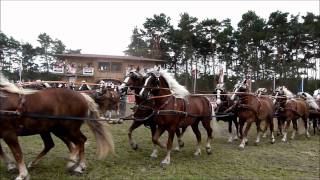 Titanen der Rennbahn 2011Super Quadrille mit 100 Kaltblut  Pferden 10x10 [upl. by Adniles]