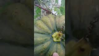 food malayalammusic love vegetables vegan [upl. by Skippy]