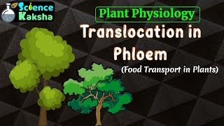 TRANSLOCATION IN PHLOEM  FOOD TRANSPORT IN PLANT  CSIR NET  PLANT PHYSIOLOGY [upl. by Radford698]