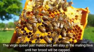 Raising Queen Bees  Apis Donau method [upl. by Elaval]