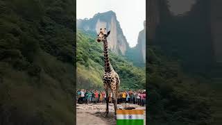 Rescuing a giraffe shortsfeed ytshorts youtubeshorts nevergiveup trending trendingshorts [upl. by Namhar]