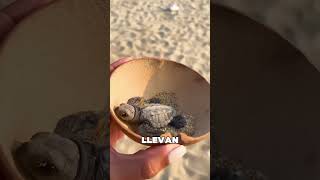 Estos Chicos Liberan Tortugas en la Orilla del Mar ❤️ [upl. by Namya]