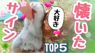 【🐹の様子で分かる！】懐いてる時のサインTOP5 [upl. by Merkley]