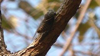 Canto da cigarra Hemiptera Cicadidae [upl. by Eilujna792]