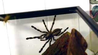 Indian Ornamental Poecilotheria regalis feeding with slow motion [upl. by Freiman]