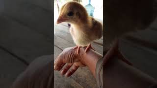 Ayam unikvideoshort [upl. by Greenlee933]