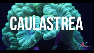 Un corail facile pour débuter  Caulastrea [upl. by Giustina]