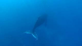 Le chant des baleines à bosse  La Réunion 260817 [upl. by Kelson148]