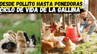 cual es Ciclo de vida de una gallina criollas y ponedora [upl. by Wavell916]