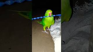 parrot parrotlover viralvideo shortvideo birds parrotcockatielplayingwithmirrortalking [upl. by Gladi]