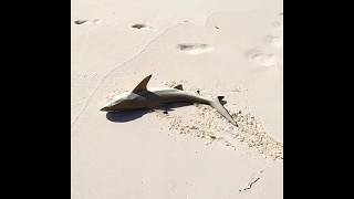 Gjikos shark abuse video [upl. by Ummersen]