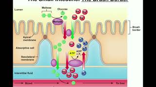 Pancreatic and Brush Border Enzymes of the Small Intestine [upl. by Luedtke]