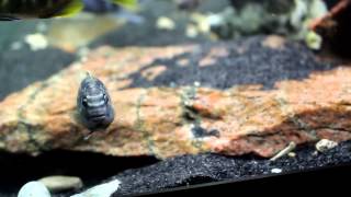 Female African Cichlids Changing to Male Coloration [upl. by Norwood]