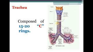 Thorax and Lung Health Assessment [upl. by Leummas]