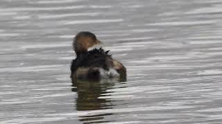 Pied billed Grebe [upl. by Analra]