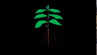 How to make a Live growing plant animation on Power point [upl. by Schuh]