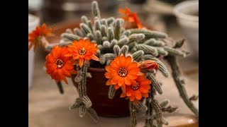 30 ESPÉCIES DE CACTOS ECHINOPSIS PARA IDENTIFICAÇÃO [upl. by Luana]